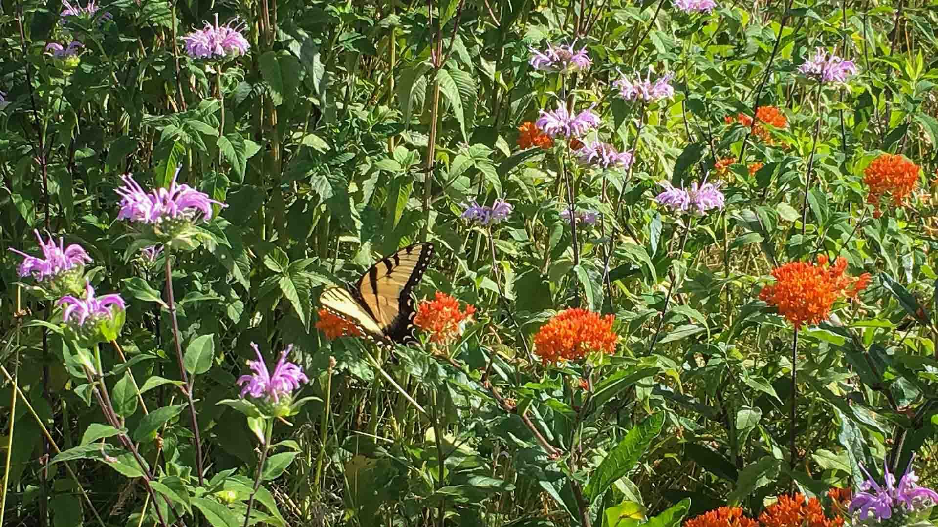 wildButterfly-w-story.jpg